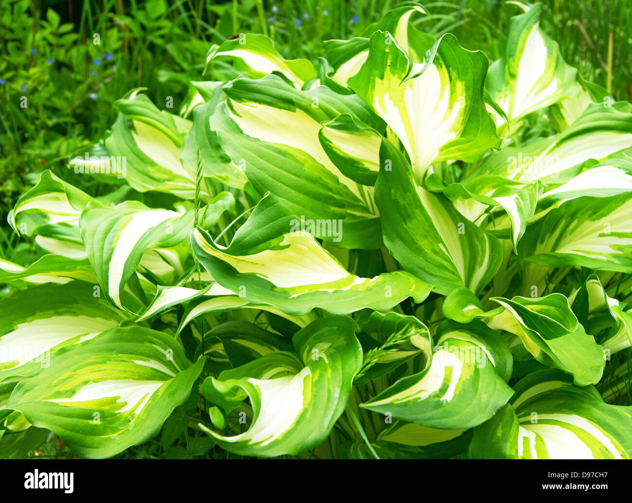 Variegated leaves of Plantain lily Stock Photo Alamy