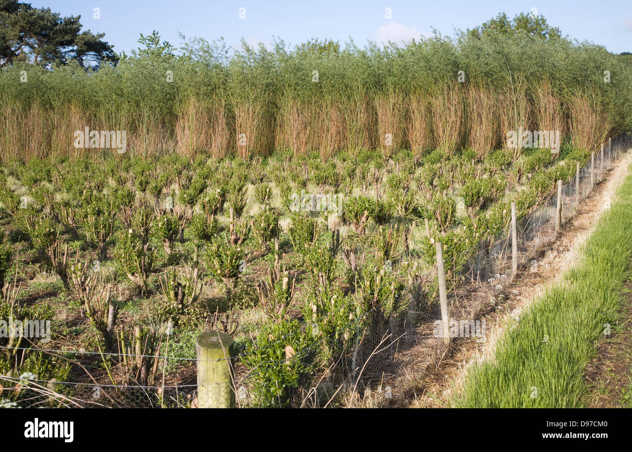 Set bed of cricket bat willow, Salix Alba Caerulea, which produces