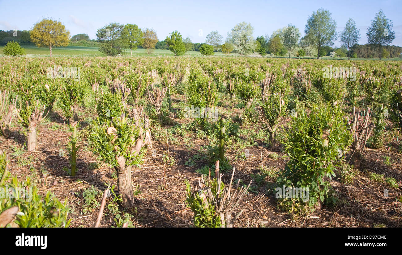 Set bed of cricket bat willow, Salix Alba Caerulea, which produces