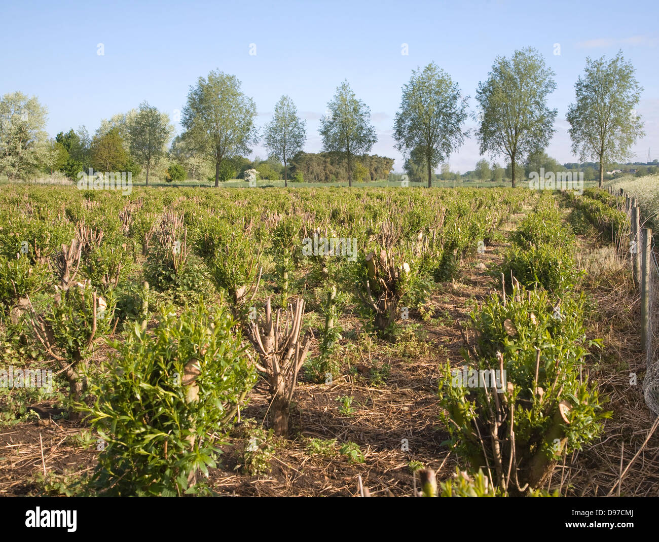 Set bed of cricket bat willow, Salix Alba Caerulea, which produces