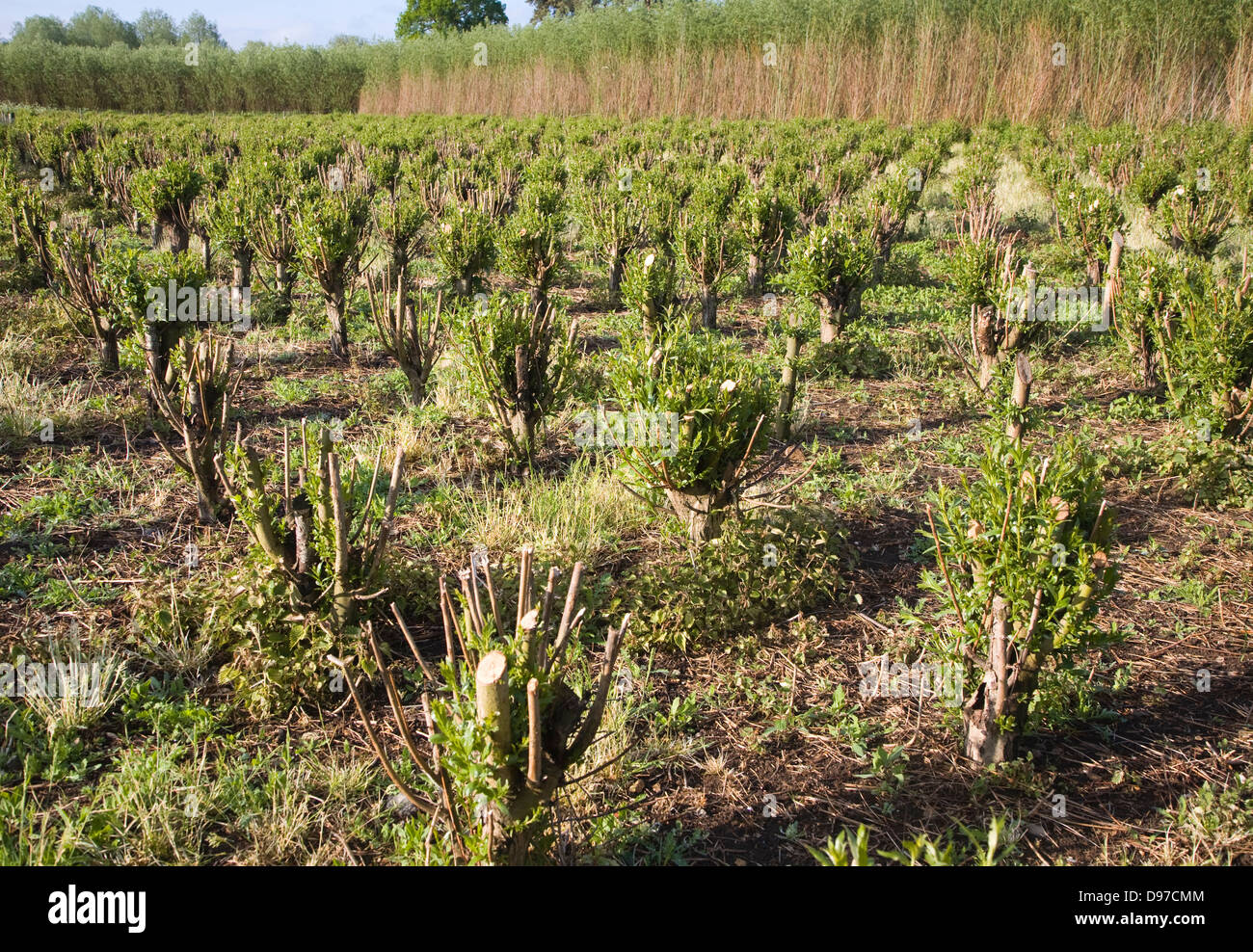 Set bed of cricket bat willow, Salix Alba Caerulea, which produces