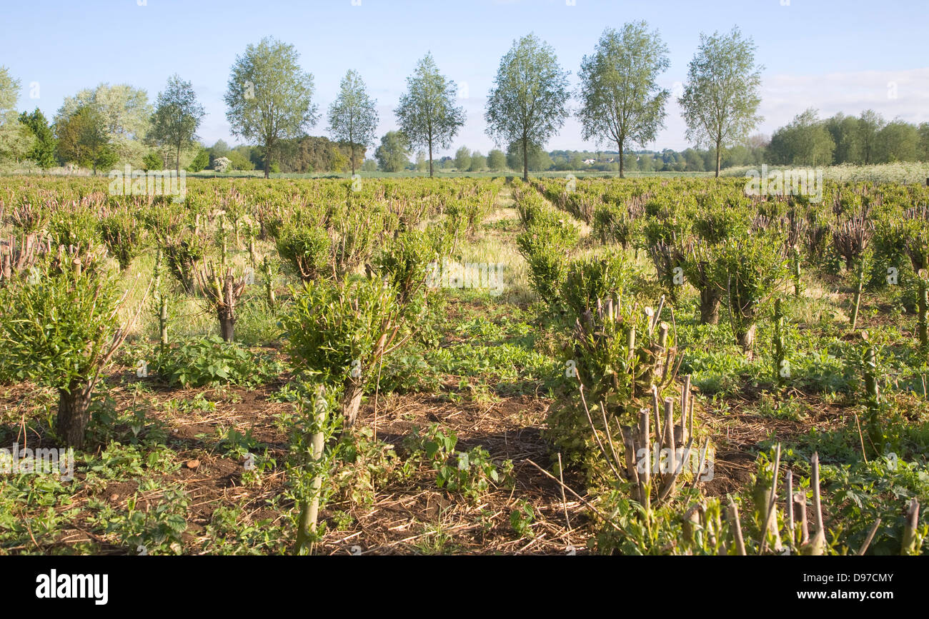 Set bed of cricket bat willow, Salix Alba Caerulea, which produces