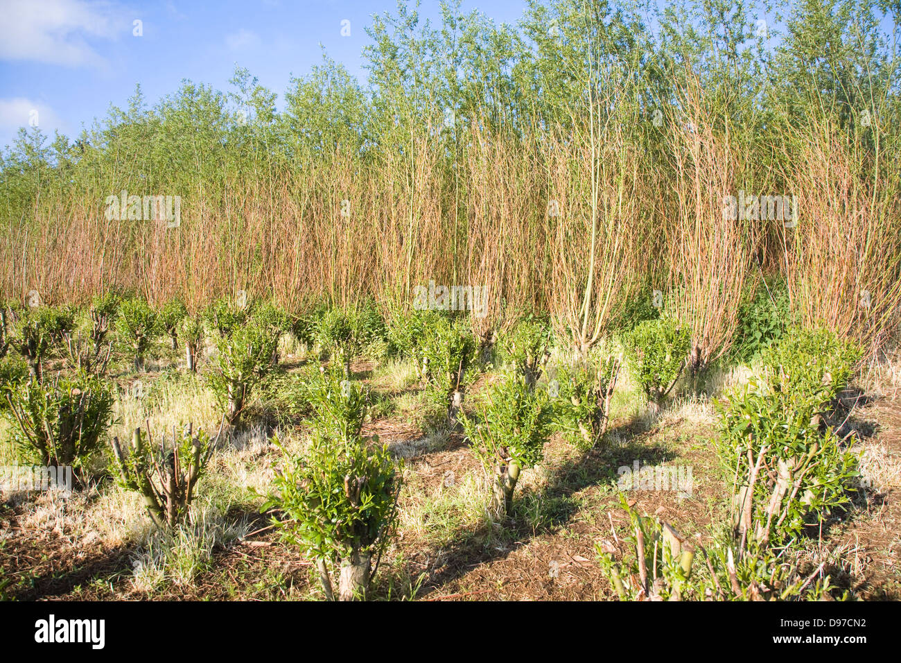 Set bed of cricket bat willow, Salix Alba Caerulea, which produces