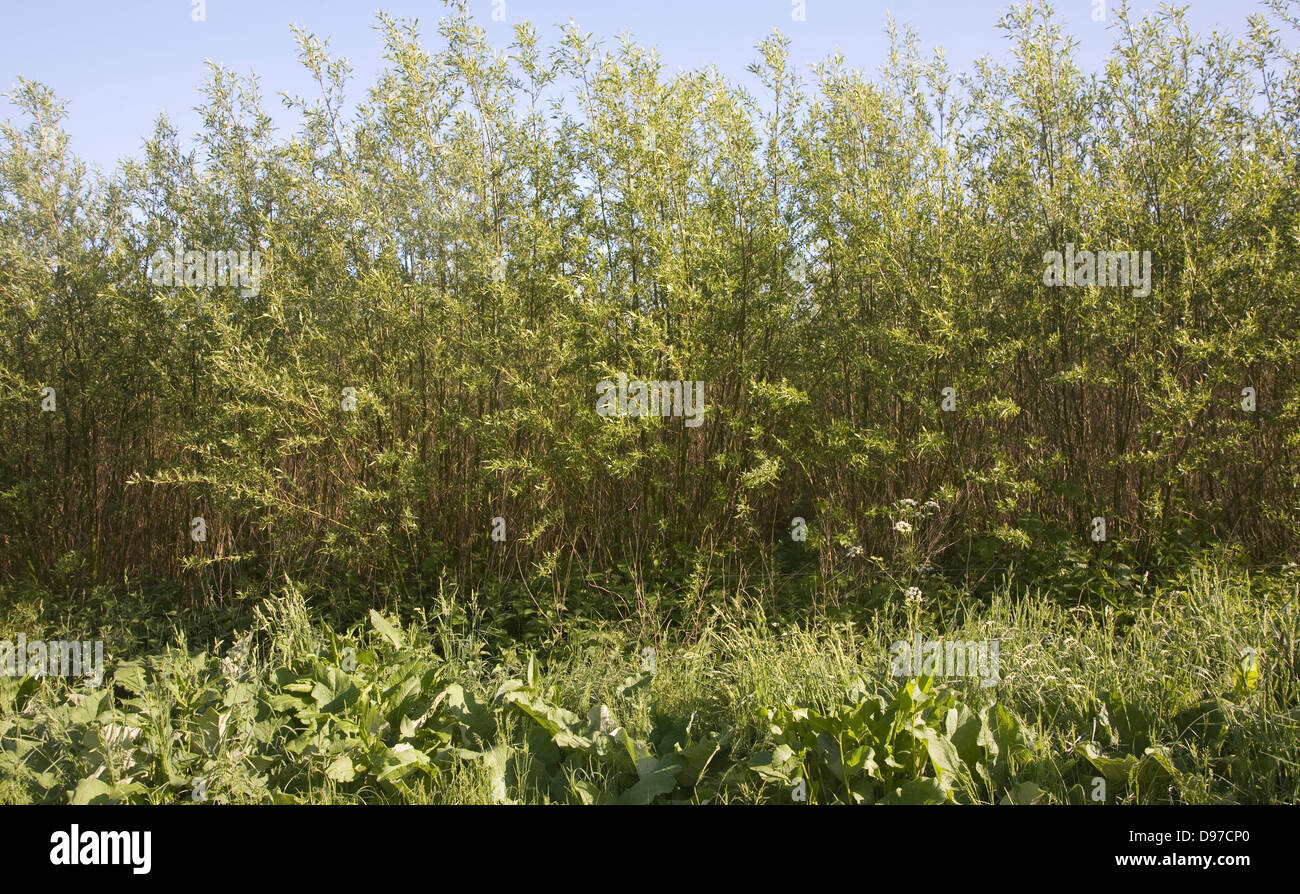 Set bed of cricket bat willow, Salix Alba Caerulea, which produces