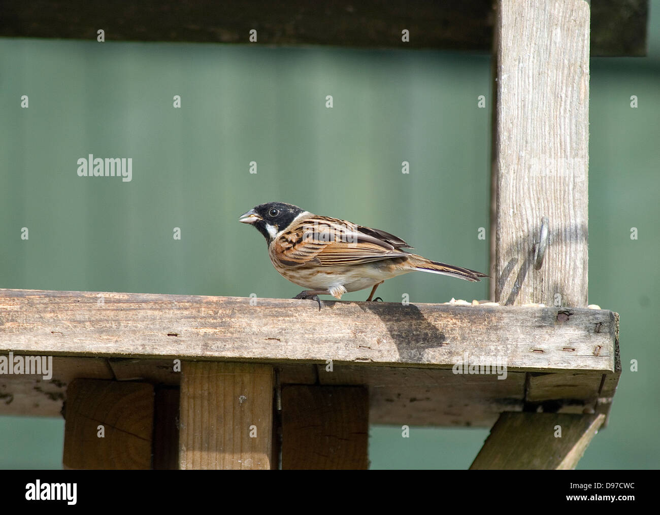 Reed Bunting on bird table Stock Photo