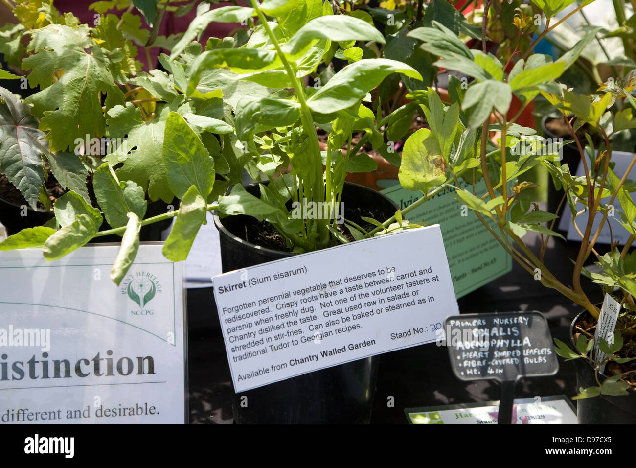 Skirret, sium sisarum, plant close up with information label Stock Photo