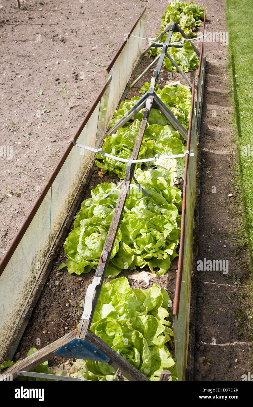 Lettuce plants growing in cold frame Stock Photo