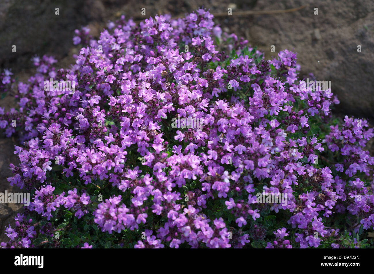 Thymus Bressingham Alpine plant. A creeping Thyme selection from