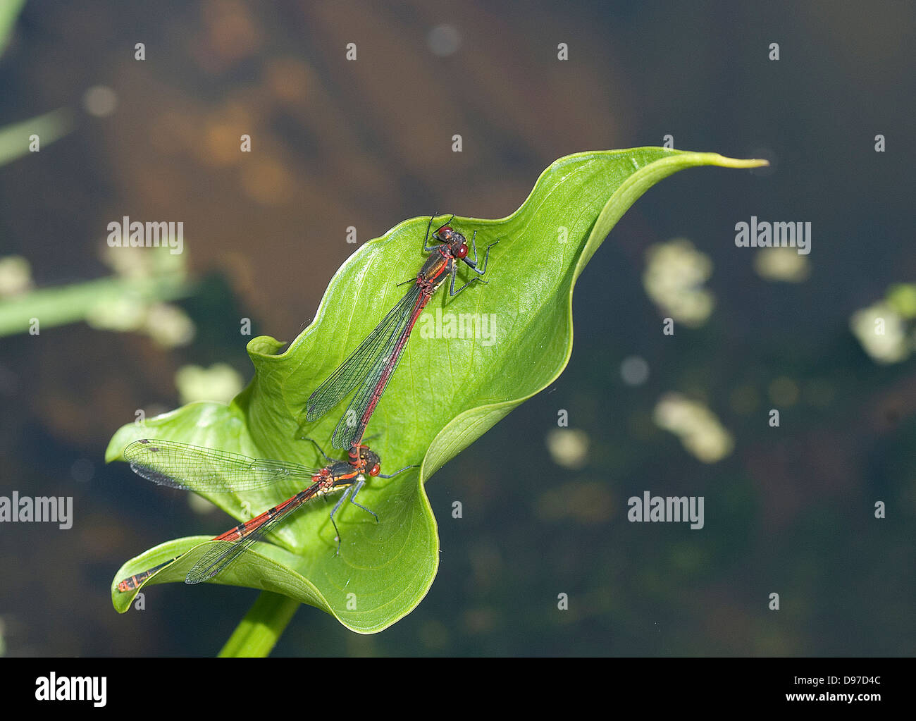 Large red damsel flies mating in UK garden pond Stock Photo
