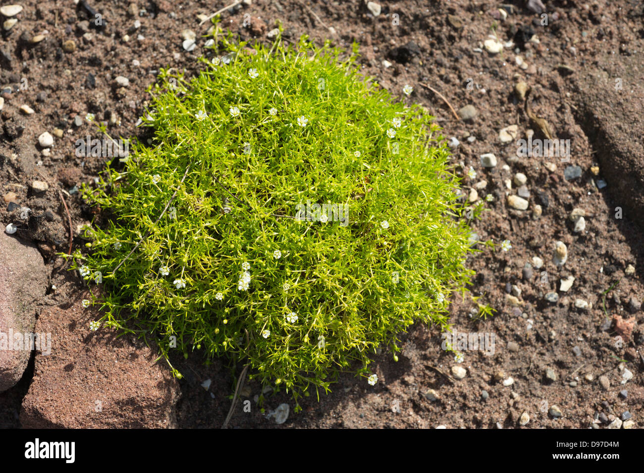 Arenaria caespitosa aurea - common name is Sandwort. Stock Photo