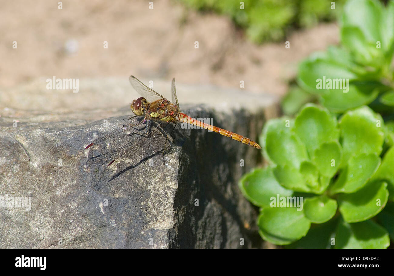 Common Darter dragonfly basking by garden pond Stock Photo
