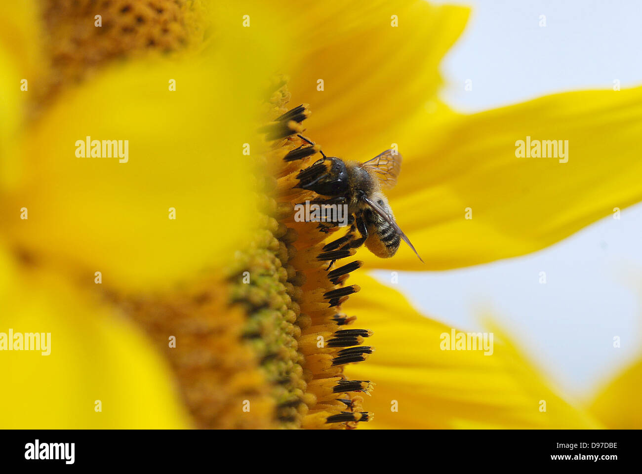 Leaf Cutter Bee gathering pollen from sunflower Stock Photo
