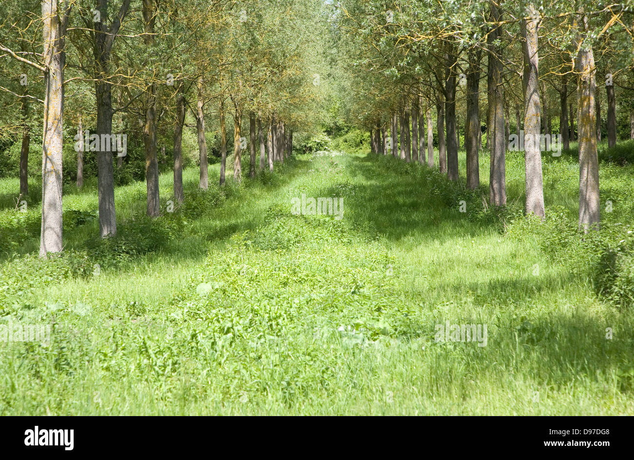 Plantation of cricket bat willow trees, Salix alba Caerulea, Suffolk, England Stock Photo