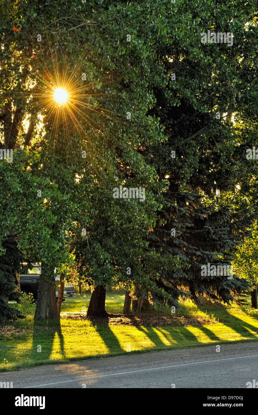 Suburban trees Culbertson Montana USA Stock Photo Alamy