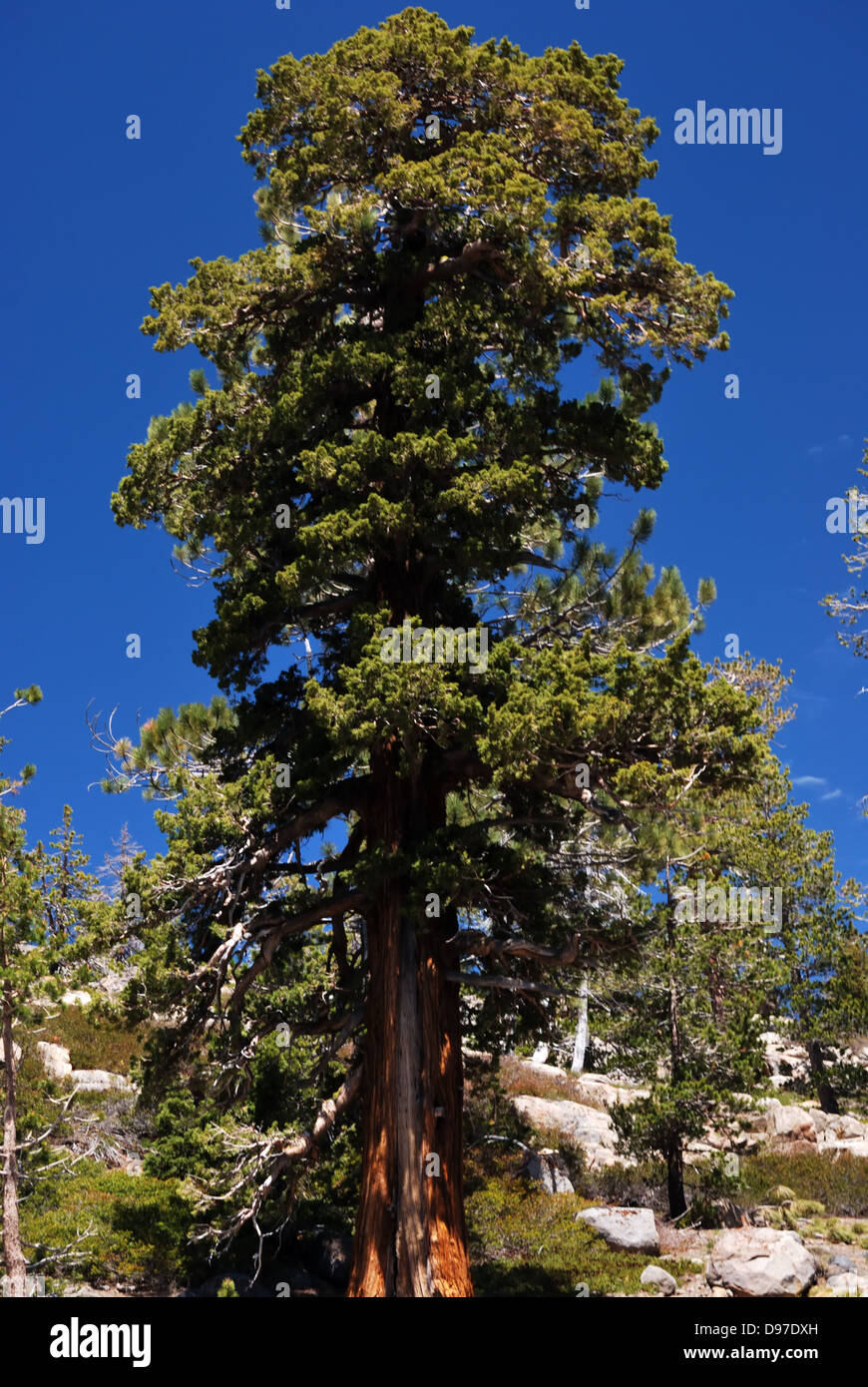 California incense cedar hires stock photography and images Alamy