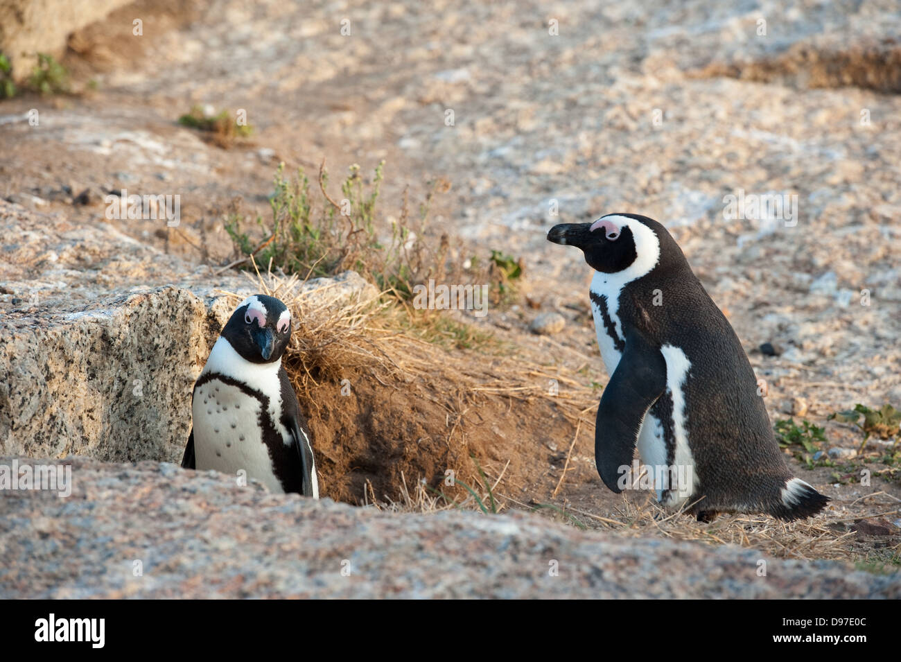 African penguins nesting, Spheniscus demersus, Boulders Beach, Cape Peninsula, South Africa Stock Photo