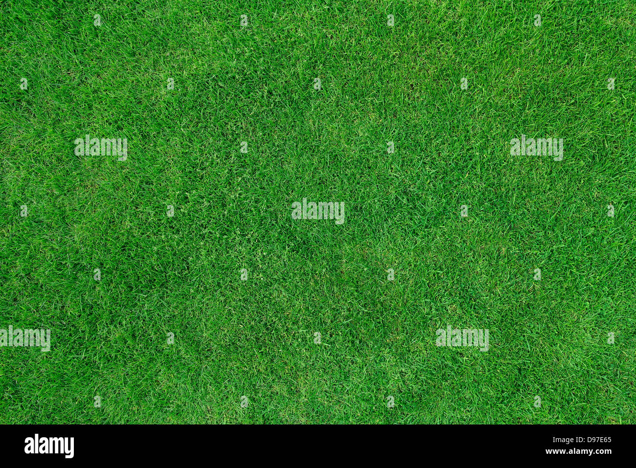 Grass Lawn, Close Up. Stock Photo