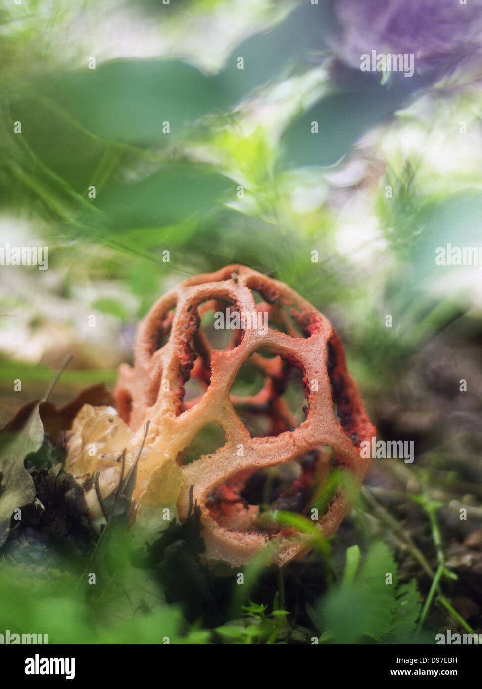 gate mushroom (Clatrus cancellatus) Stock Photo
