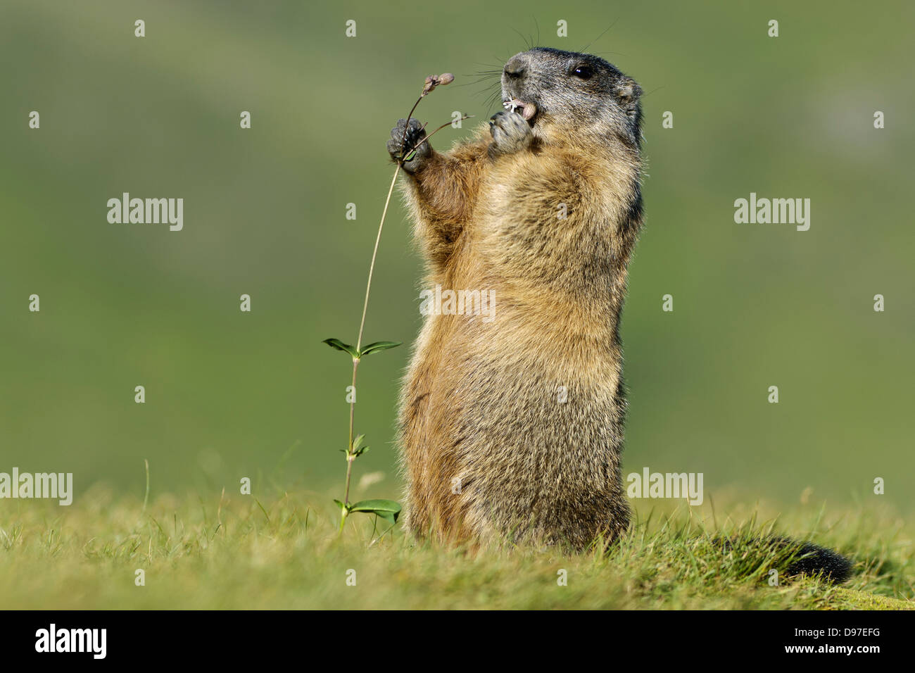 Murmeltier, Alpine Marmot, Marmota marmota Stock Photo