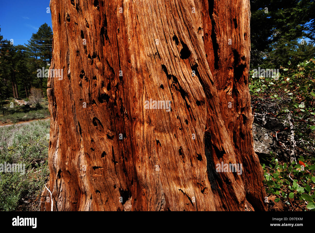Incense cedar bark hires stock photography and images Alamy