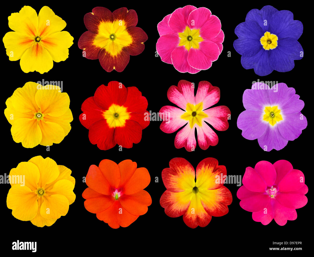 Collection of twelve colorful Primroses Isolated on Black Background ...