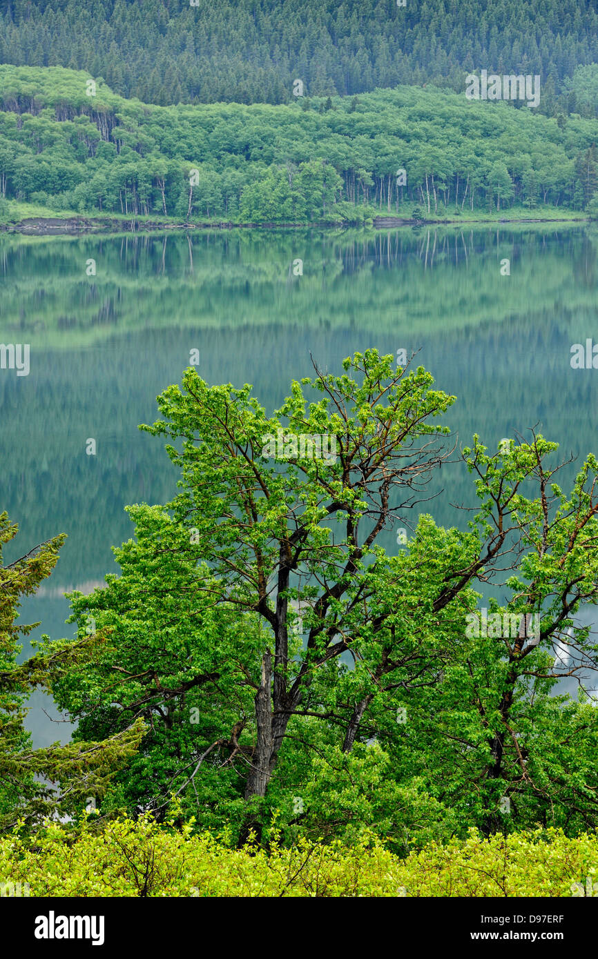 Lower Two Medicine Lake Glacier National Park Montana USA Stock Photo