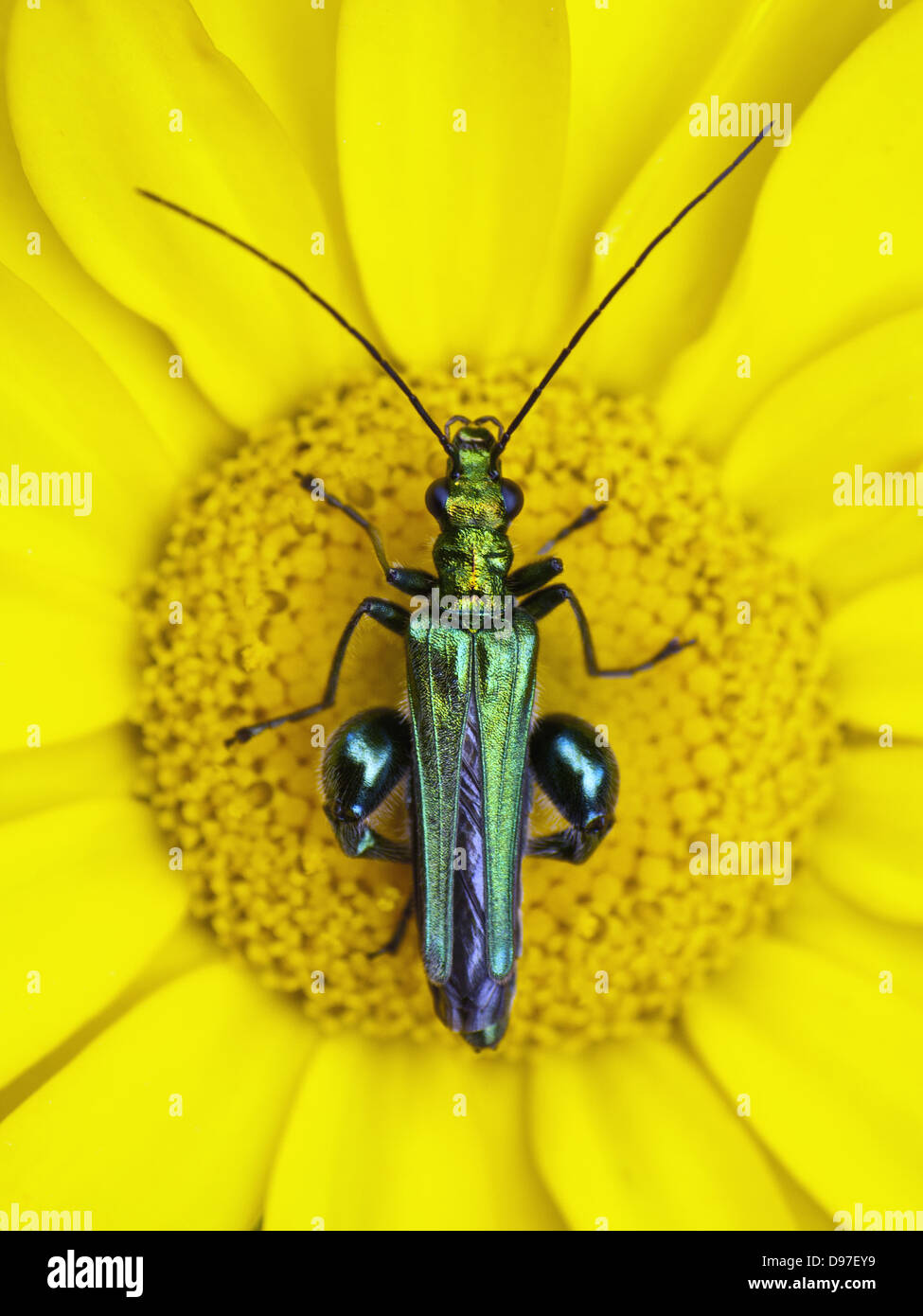 Oedemera femorata on flower Stock Photo Alamy