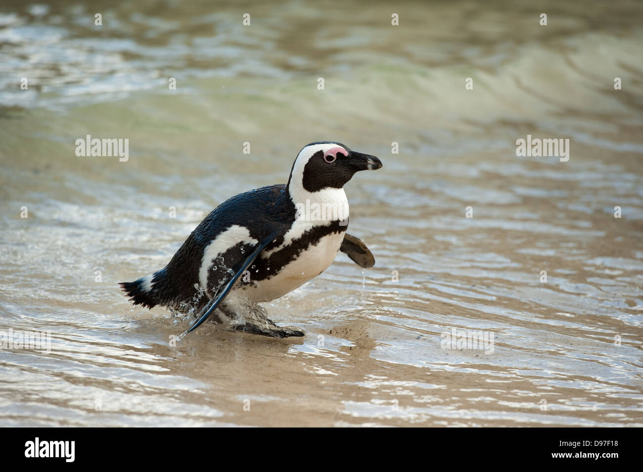 African penguin, Spheniscus demersus, Boulders Beach, Cape Peninsula, South Africa Stock Photo