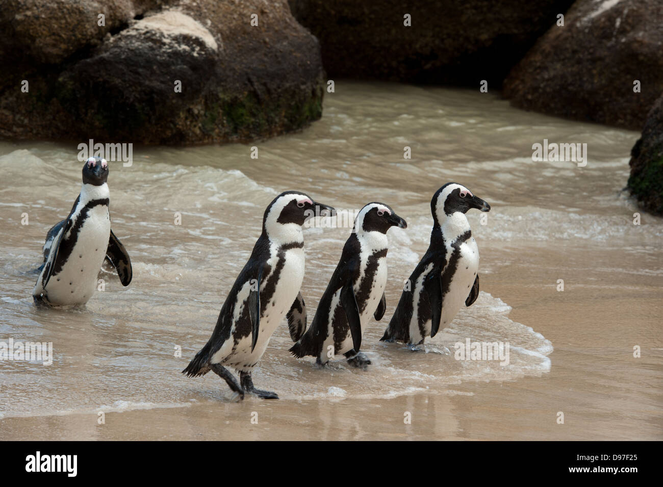 African penguins, Spheniscus demersus, Boulders Beach, Cape Peninsula, South Africa Stock Photo