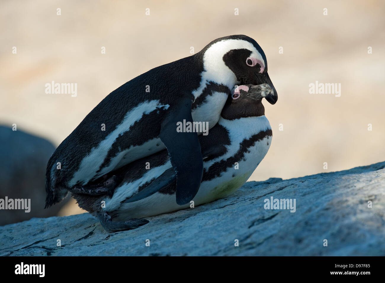 African penguins mating, Spheniscus demersus, Boulders Beach, Cape Peninsula, South Africa Stock Photo