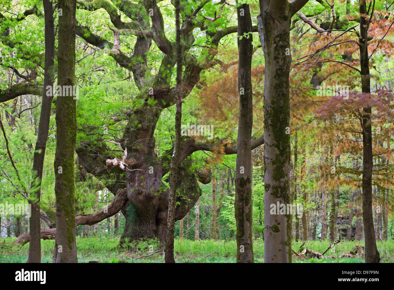 An ancient oak tree deep in the woodland at Savernake Forest, Marlborough, Wiltshire, England. Spring (May). Stock Photo