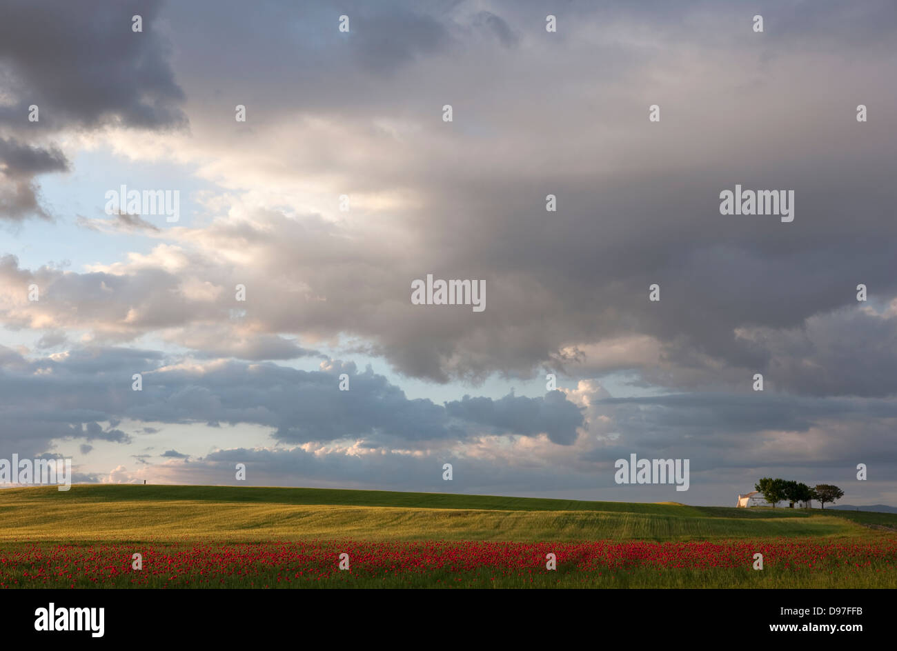 Poppies landscape hi-res stock photography and images - Alamy