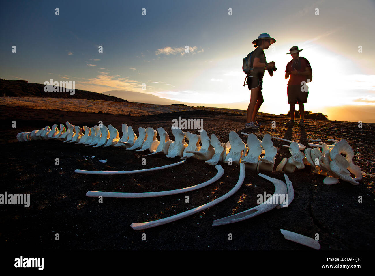 Bones of whale found on Punta Espinozo, Fernandina Island, Galapagos, Ecuador Stock Photo