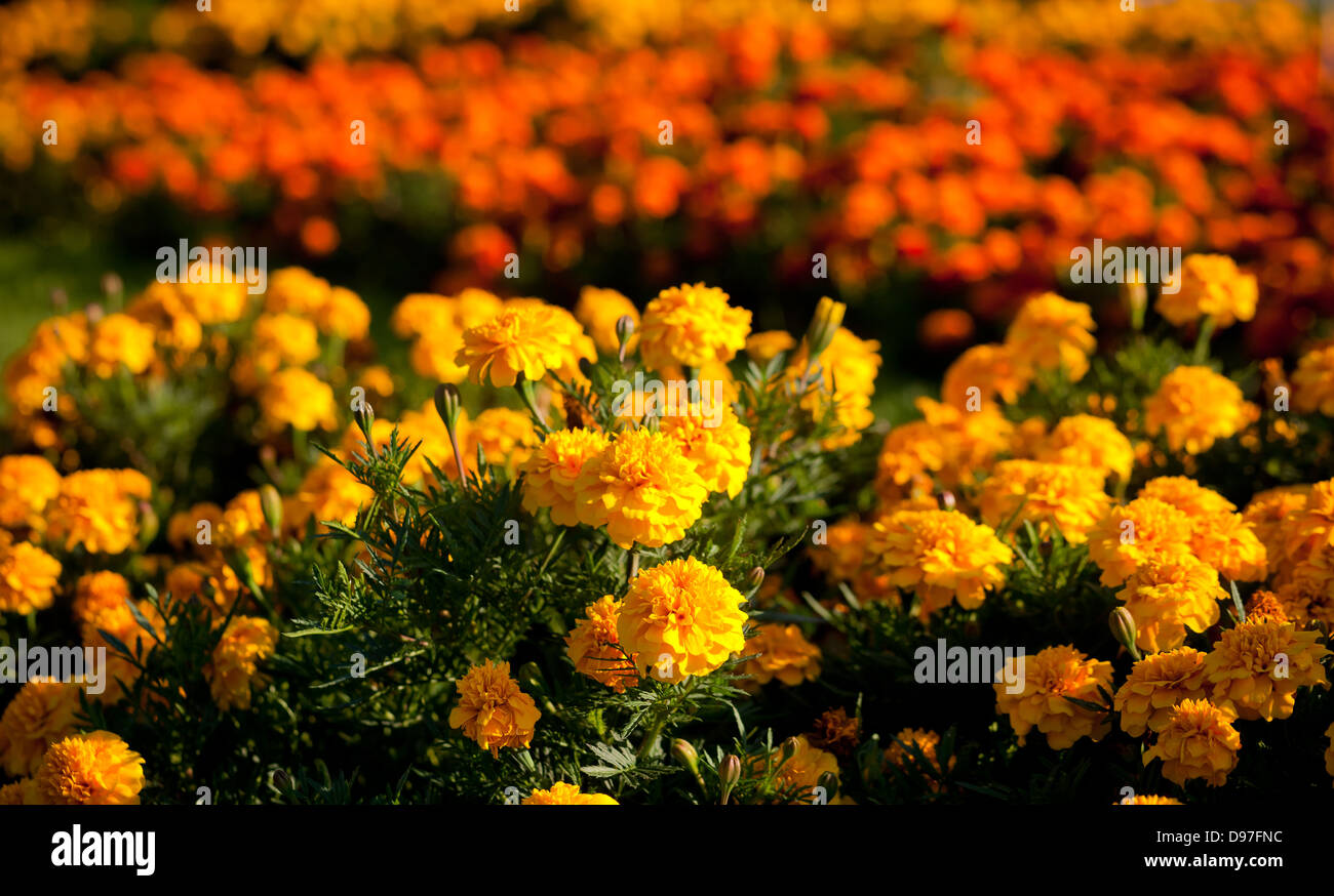 Flowers in garden Stock Photo - Alamy
