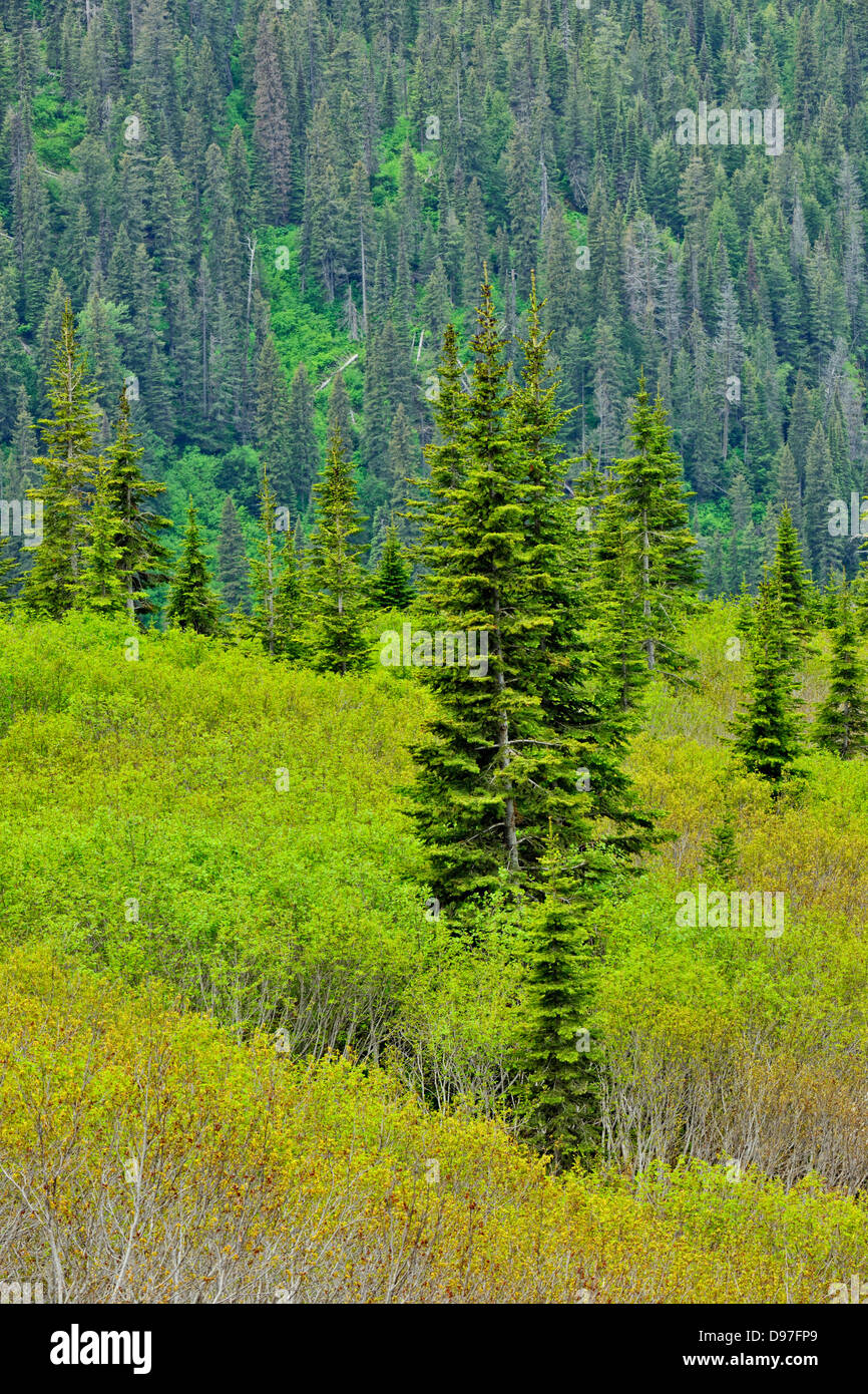 Pine trees and meadows in the valley west of Logan Pass Glacier
