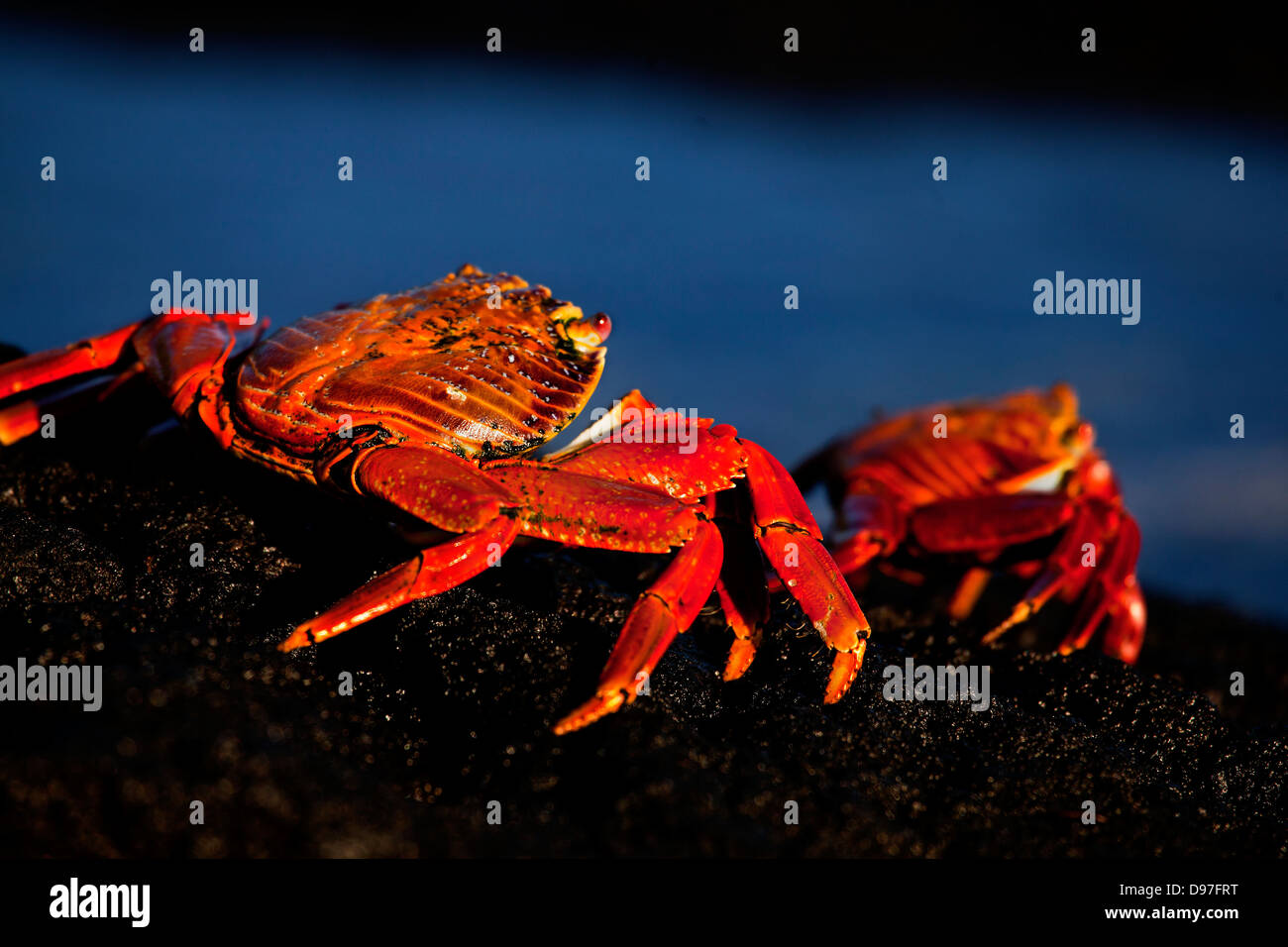 A Sally Lightfoot Crab, Punta Espinozo, Fernandina Island, Galapagos Stock Photo