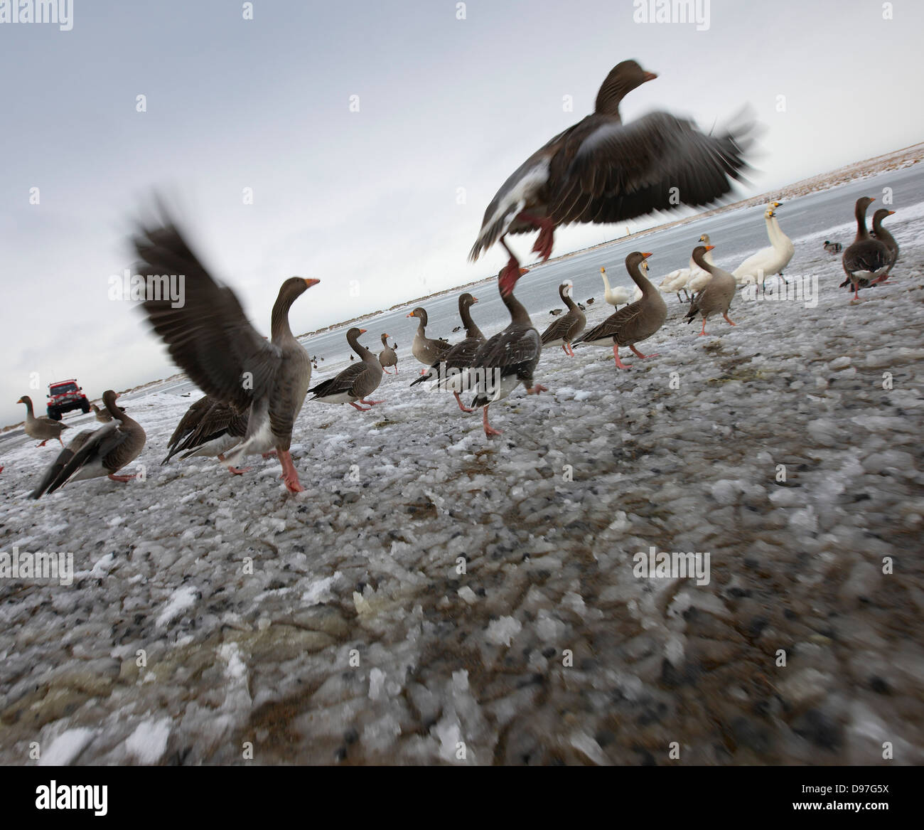 Geese in the winter, Iceland Stock Photo