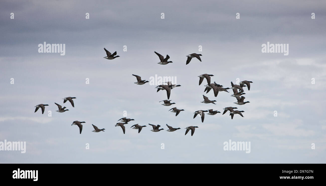 Geese migrating, Iceland Stock Photo