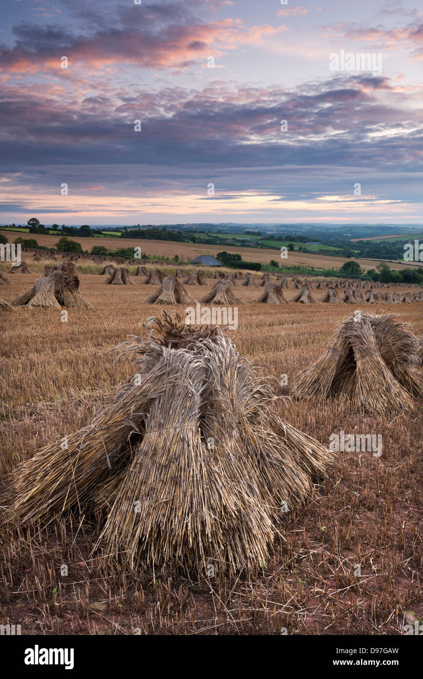 Wheat for thatching harvested in traditional stooks, Devon, England. Summer 2011 Stock Photo