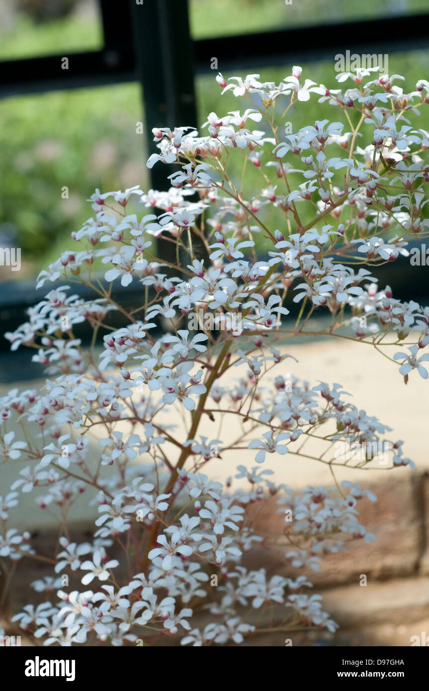 Saxifraga cotyledon 'Norvegica' Stock Photo