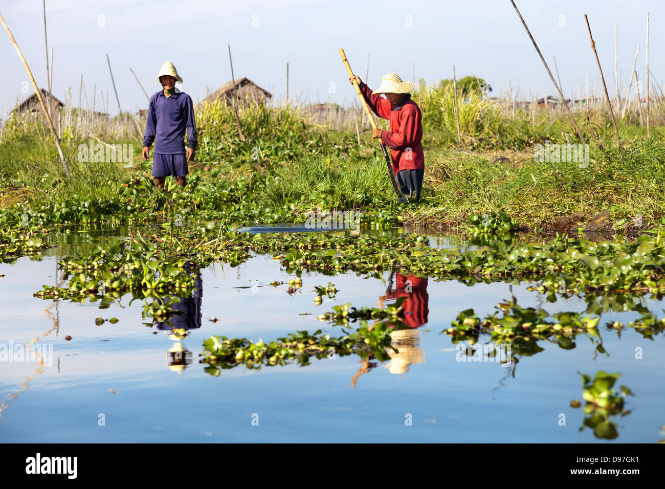 Workers on the floating vegetable gardens of Lake Inle, Myanmar Stock Photo