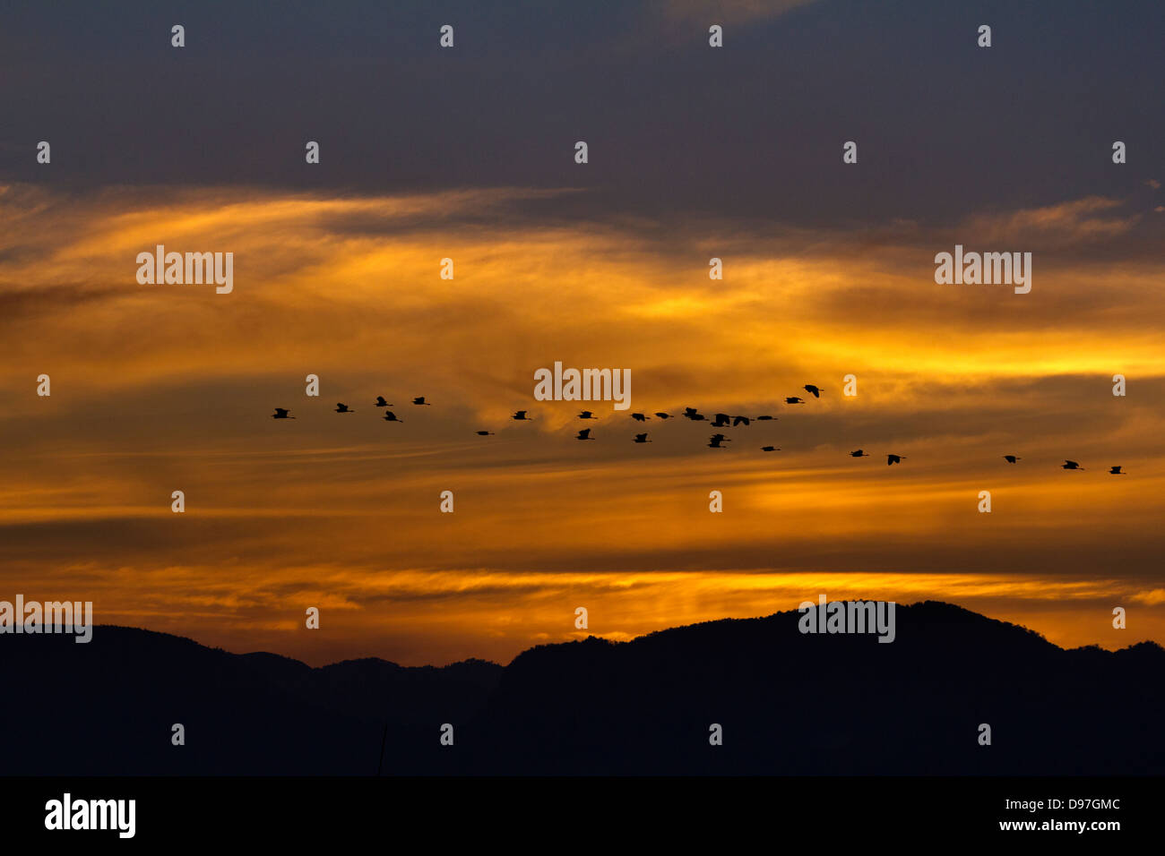 A flock of herons flying above Lake Inle, Myanmar, at dusk 2 Stock Photo
