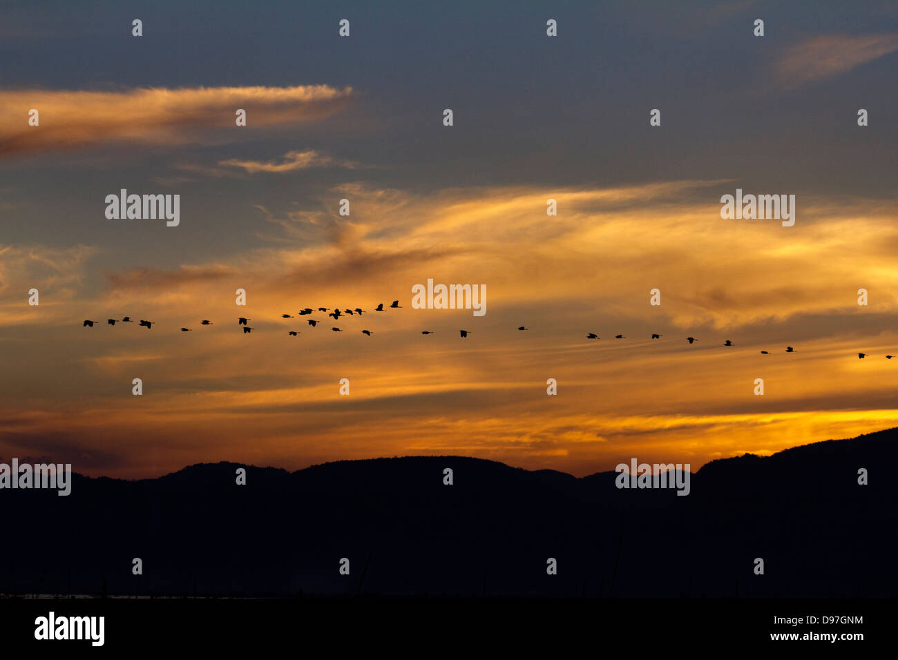 A flock of herons flying above Lake Inle, Myanmar, at dusk Stock Photo