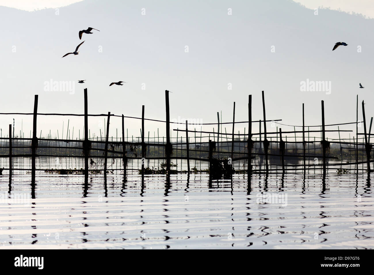 Birds flying by Lake Inle, Myanmar Stock Photo