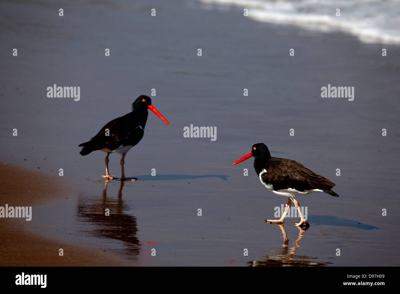Oyster catchers, Espumilla Beach, James Island, Galapagos Stock Photo