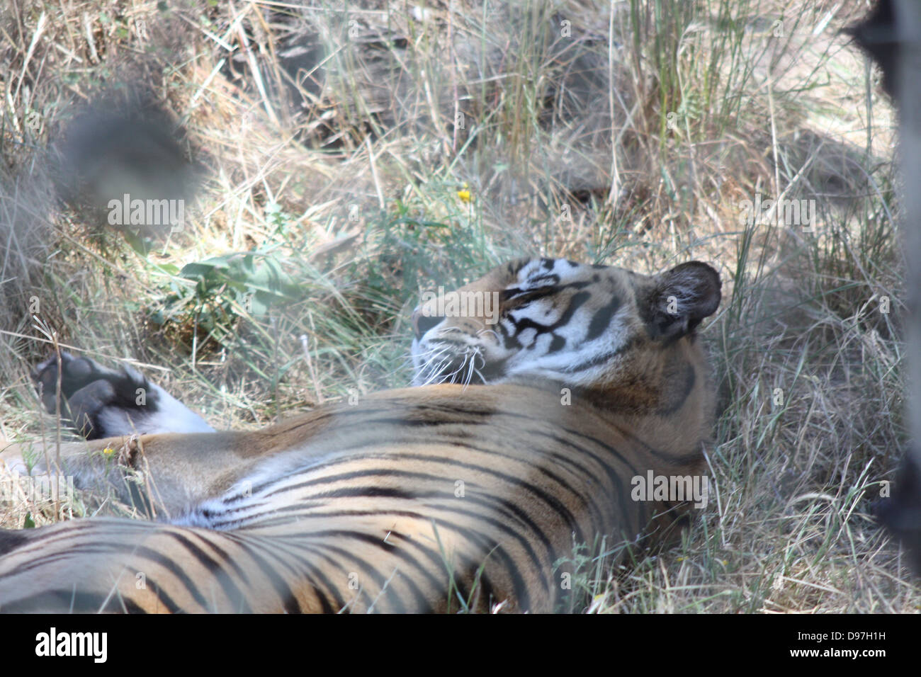 sleeping tiger Stock Photo