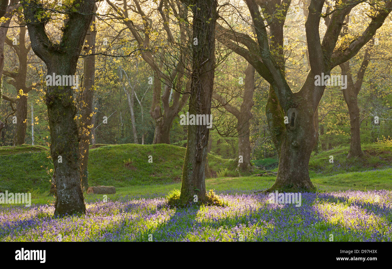 Bluebells growing in an Oak woodland, Blackbury Camp, Devon, England. Spring (May) 2012. Stock Photo