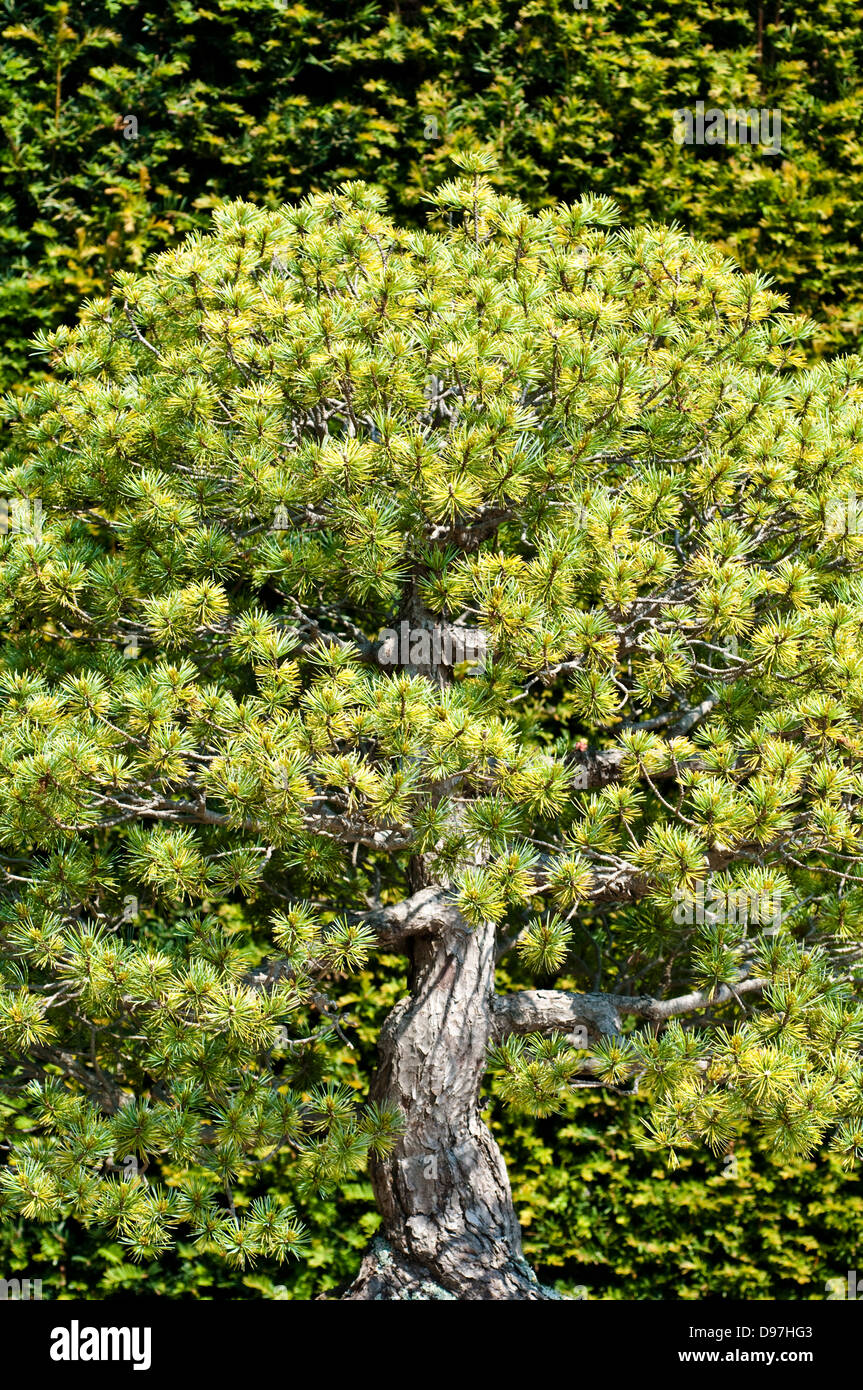 Pinus parviflora bonsai tree Stock Photo