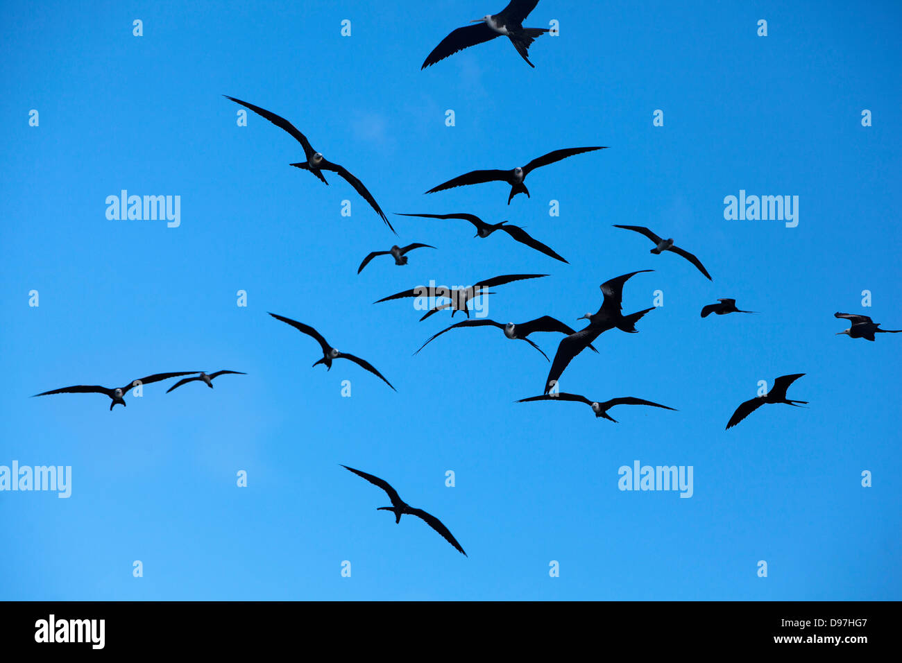 Frigate birds on Isla Lobos on San Cristobel Island, Galapagos. Stock Photo