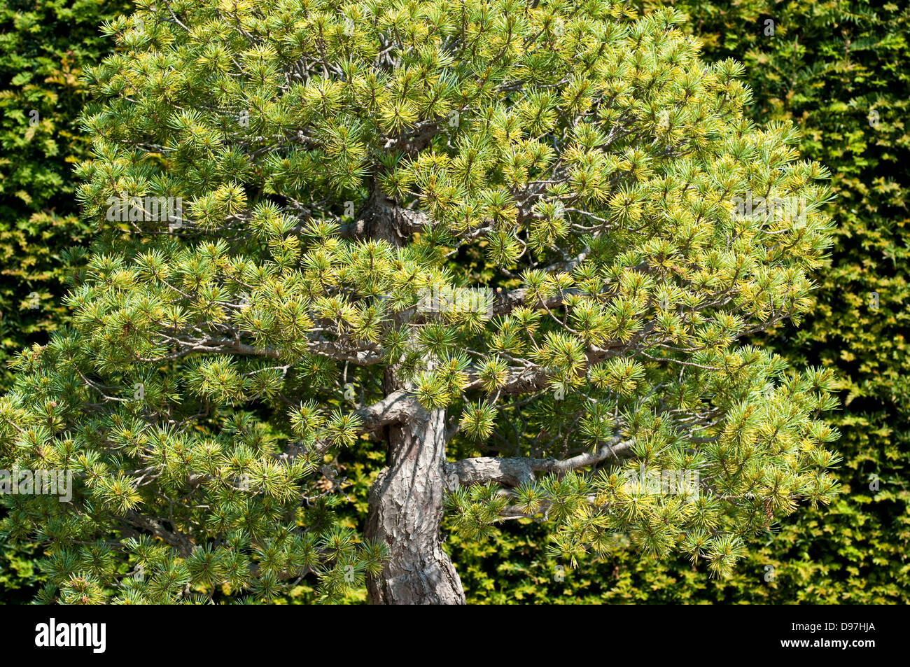 Pinus parviflora bonsai tree Stock Photo